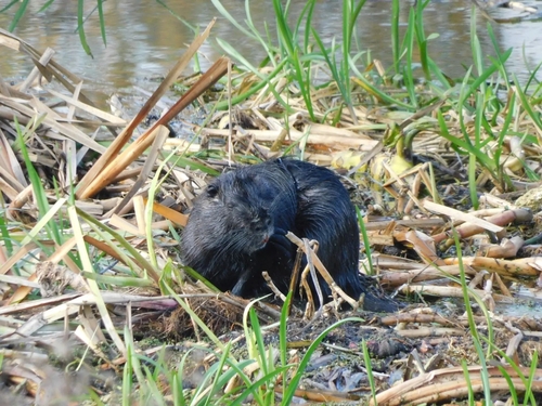 Coypu