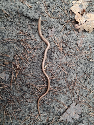 Common Slowworm