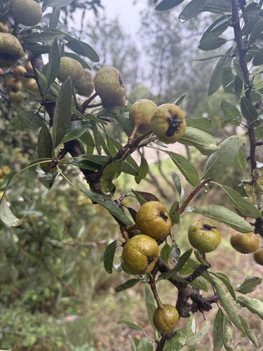 Almond-leaved pear