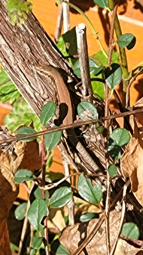 Common Wall Lizard