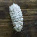 Coelostomidiidae - Photo (c) prh, כל הזכויות שמורות, הועלה על ידי prh