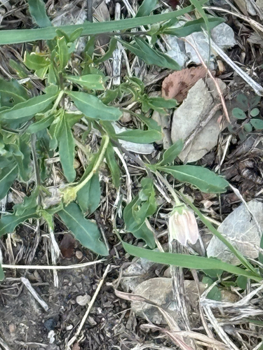 Edwards plateau five-eyes