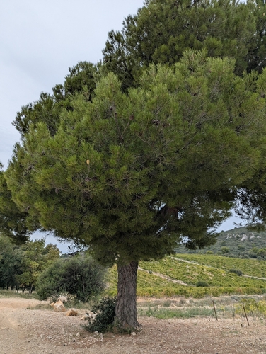 Aleppo pine