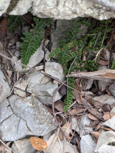 Smooth rock spleenwort