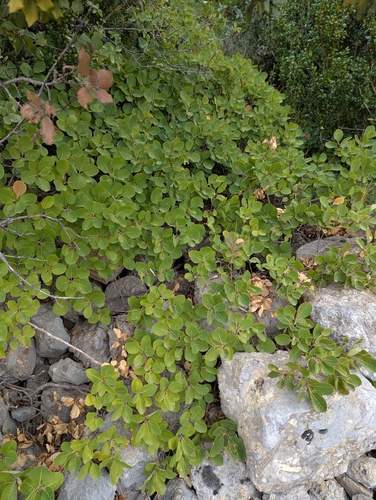Smokebush