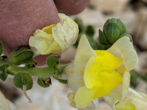 Large Snapdragon