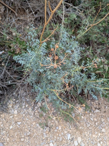 Narrowleaf rue