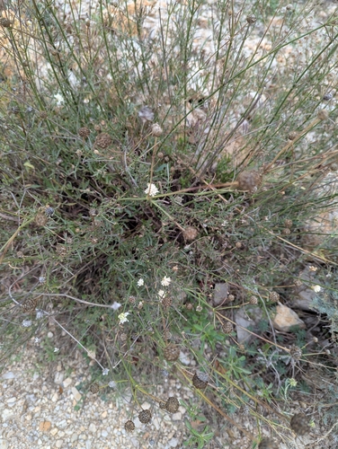 Cephalaria leucantha
