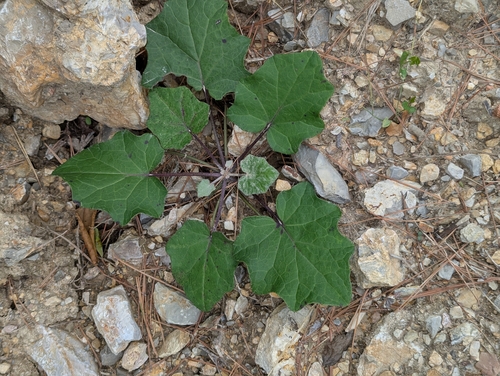 colt's-foot