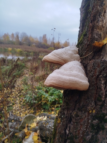Hoof Fungus