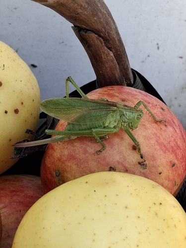Upland Green Bush-cricket
