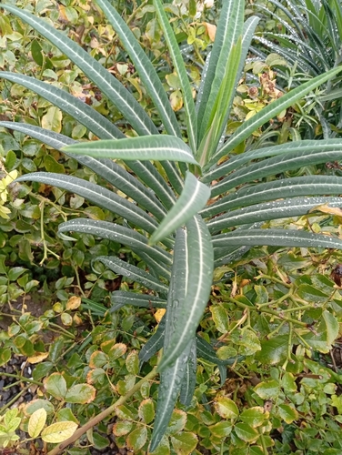 caper spurge