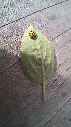 22-spot Ladybird