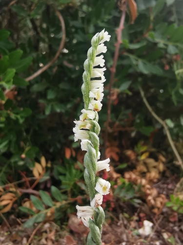 Autumn Ladies' Tresses