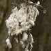 Coelostomidia wairoensis - Photo (c) prh, todos los derechos reservados, subido por prh