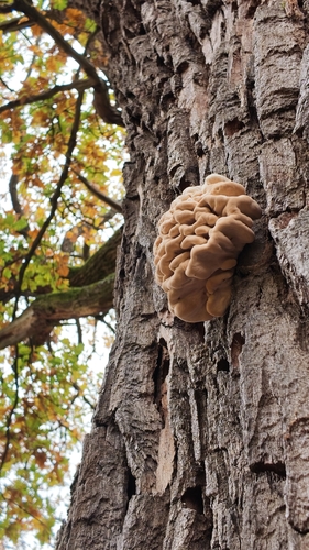 chicken of the woods