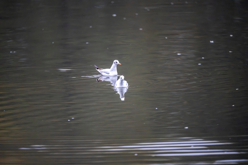 Black-headed Gull