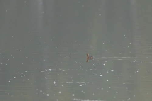 Little Grebe