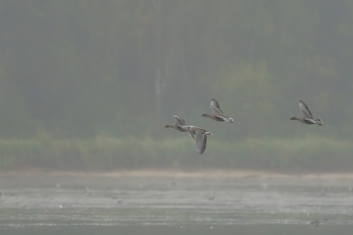 Tundra Bean Goose