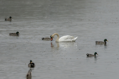 Mute Swan