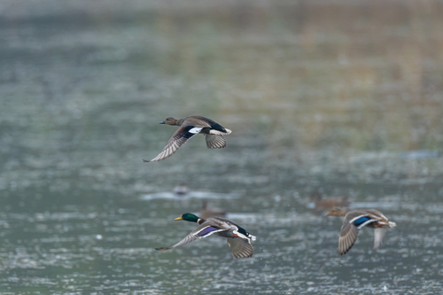 Gadwall