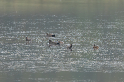 Gadwall