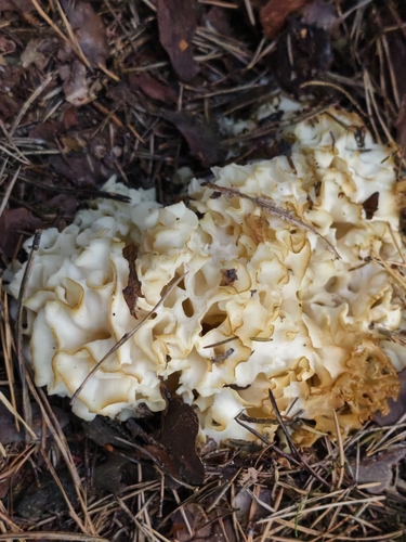 Cauliflower Fungus