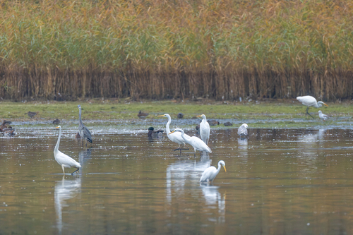 Great Egret