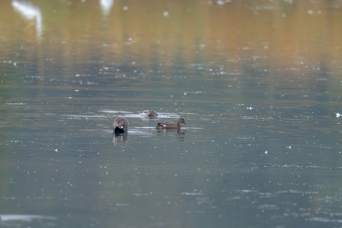 Gadwall