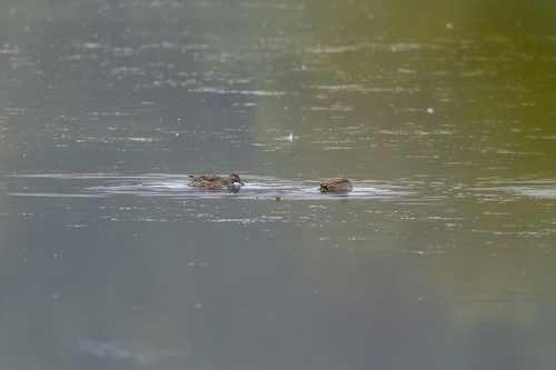 Green-winged Teal