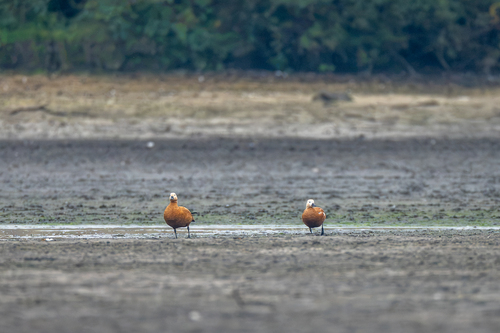 Ruddy Shelduck