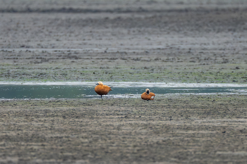 Ruddy Shelduck