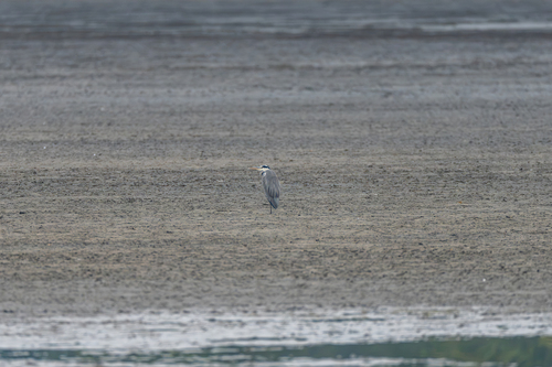 Grey Heron