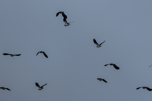 Northern Lapwing