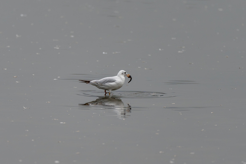 Black-headed Gull