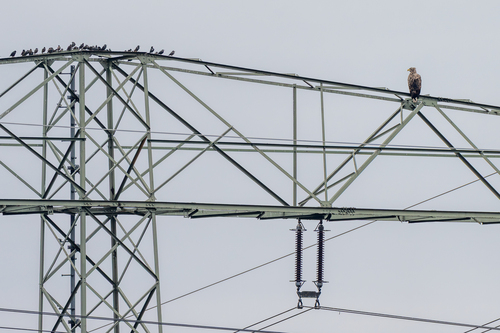 European Starling