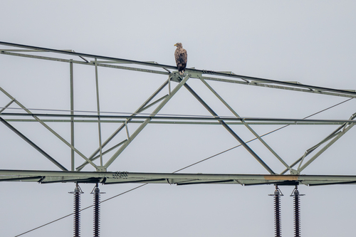 White-tailed Eagle