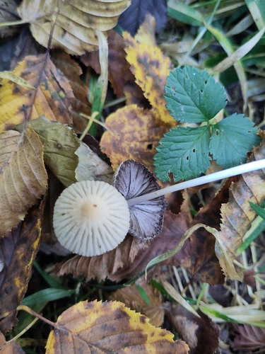 Ephemerocybe impatiens