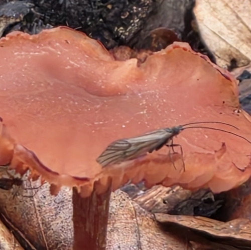 Land Caddisfly