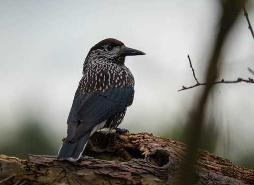 Northern Nutcracker