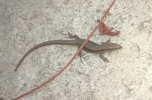 Common Wall Lizard