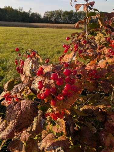 guelder-rose