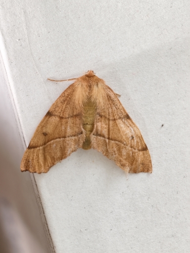 Feathered Thorn