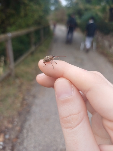 Chestnut Weevil
