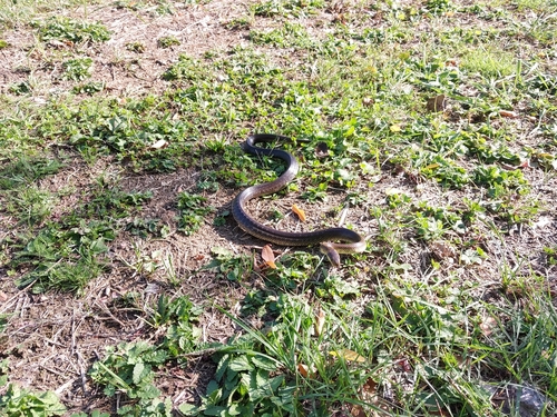 Aesculapian Snake