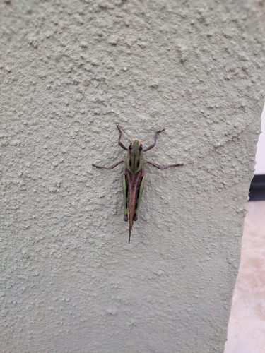 Migratory Locust