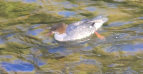 Common Merganser