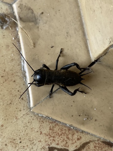 European Field Cricket