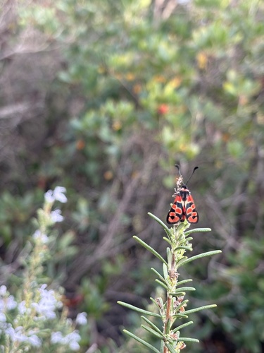 Chalk Burnet