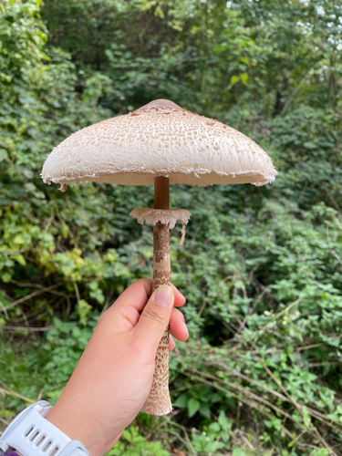 Parasol